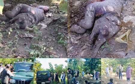 वन विभाग की घोर लापरवाही हुई उजागर — टाइगर के हमले में चार माह के हाथी शावक की मौत, शव एक सप्ताह पुराना, शव सड़ने के बाद ग्रामीणों से मिली खबर! सोता रहा वन महकमा।