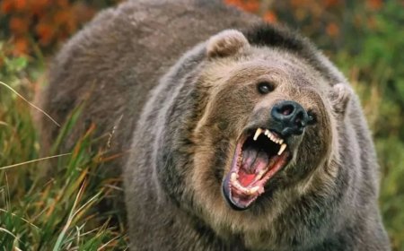 Uttarakhand: बागेश्वर की कमस्यार घाटी में वन्यजीवों का आतंक, भालू और गुलदार ने बढ़ाई ग्रामीणों की चिंता