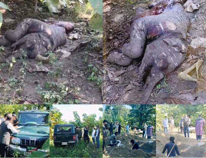 वन विभाग की घोर लापरवाही हुई उजागर — टाइगर के हमले में चार माह के हाथी शावक की मौत, शव एक सप्ताह पुराना, शव सड़ने के बाद ग्रामीणों से मिली खबर! सोता रहा वन महकमा।