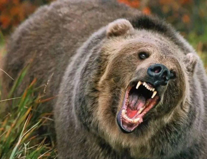 Uttarakhand: बागेश्वर की कमस्यार घाटी में वन्यजीवों का आतंक, भालू और गुलदार ने बढ़ाई ग्रामीणों की चिंता