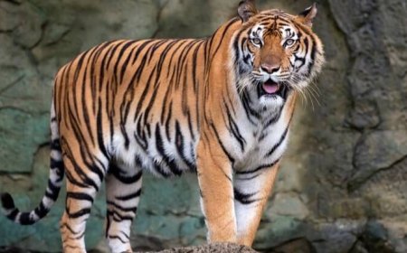 पौड़ी में वन्यजीवों का आतंक जारी: 24 घंटे में दूसरी मौत, बाघ के हमले में 61 वर्षीय महिला की मौत