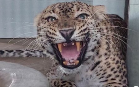 लोहाघाट में खौफनाक मंजर: घर के आंगन में महिला पर तेंदुए का हमला,साड़ी में पंजा फंसने से महिला को आंगन से खेतों में फेंका; चमत्कार से बची जान, दो तेंदुए पकड़े जाने के बावजूद नहीं थमे हमले।