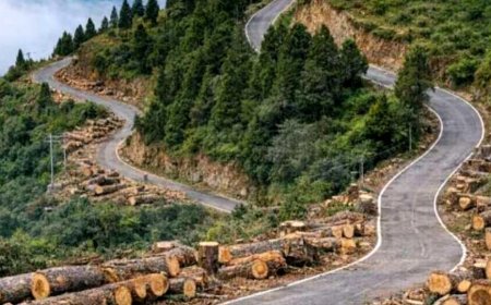 𝗕𝗜𝗚 𝗕𝗥𝗘𝗔𝗞𝗜𝗡𝗚। चंपावत में प्रस्तावित बाईपास निर्माण की कीमत 1882 देवदार!, 220 करोड़ की परियोजना, 9.87 किमी लंबा बाईपास, विकास बनाम पर्यावरण की जंग तेज।