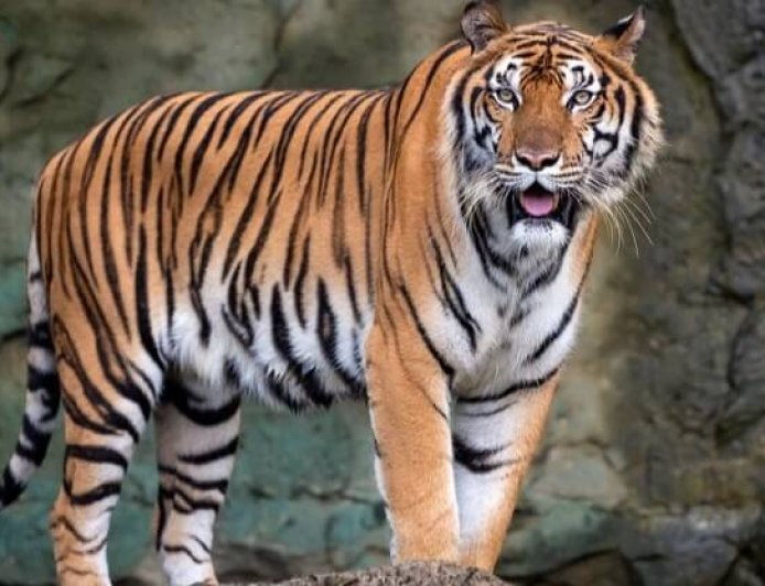 पौड़ी में वन्यजीवों का आतंक जारी: 24 घंटे में दूसरी मौत, बाघ के हमले में 61 वर्षीय महिला की मौत