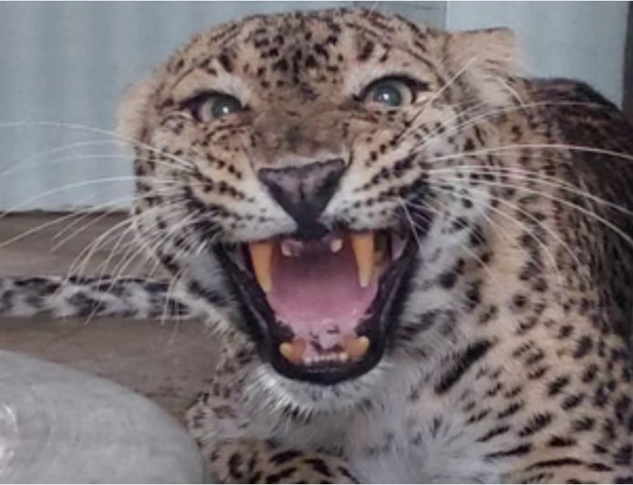 लोहाघाट में खौफनाक मंजर: घर के आंगन में महिला पर तेंदुए का हमला,साड़ी में पंजा फंसने से महिला को आंगन से खेतों में फेंका; चमत्कार से बची जान, दो तेंदुए पकड़े जाने के बावजूद नहीं थमे हमले।