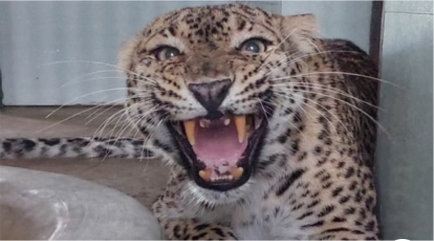 लोहाघाट में खौफनाक मंजर: घर के आंगन में महिला पर तेंदुए का हमला,साड़ी में पंजा फंसने से महिला को आंगन से खेतों में फेंका; चमत्कार से बची जान, दो तेंदुए पकड़े जाने के बावजूद नहीं थमे हमले।