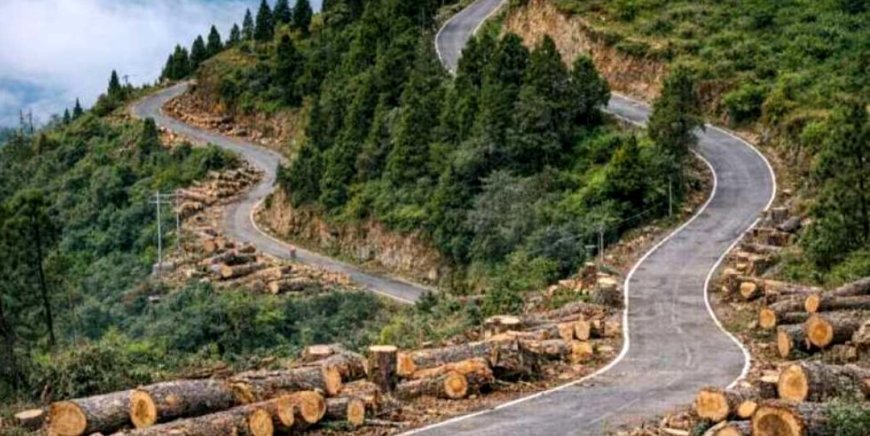𝗕𝗜𝗚 𝗕𝗥𝗘𝗔𝗞𝗜𝗡𝗚। चंपावत में प्रस्तावित बाईपास निर्माण की कीमत 1882 देवदार!, 220 करोड़ की परियोजना, 9.87 किमी लंबा बाईपास, विकास बनाम पर्यावरण की जंग तेज।